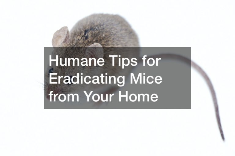 Humane Tips for Eradicating Mice from Your Home Teng Home
